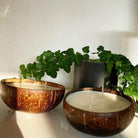 Unsere Kokosnuss Kerze Coconut Dream ist in verschiedenen Düften erhältlich. Diese Duftkerze hat einen angenehmen und beruhigenden Geruch. Sie ist perfekt für entspannte und gemütliche Tage.